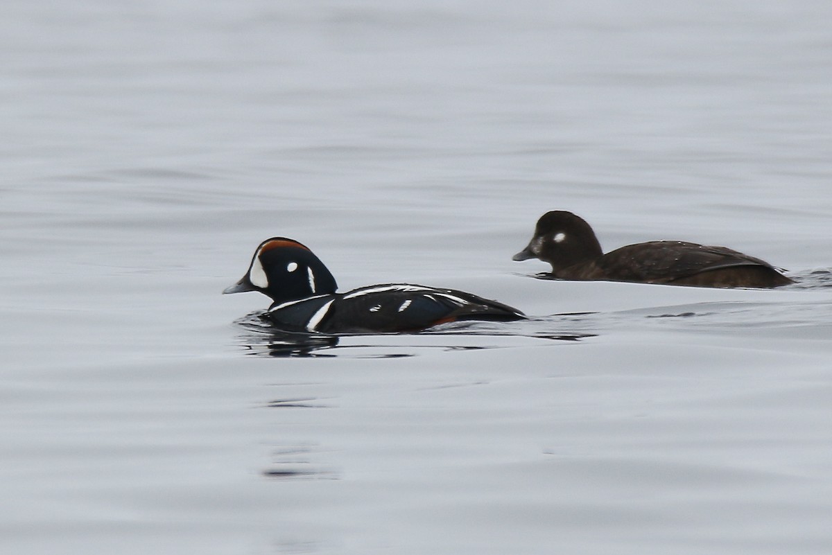 Harlequin Duck - ML57561461