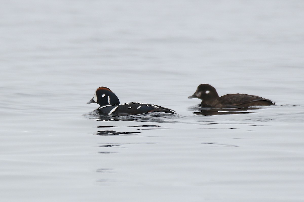 Harlequin Duck - ML57561491