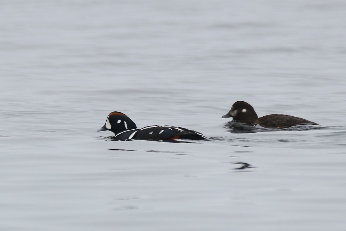 Harlequin Duck - ML57561531