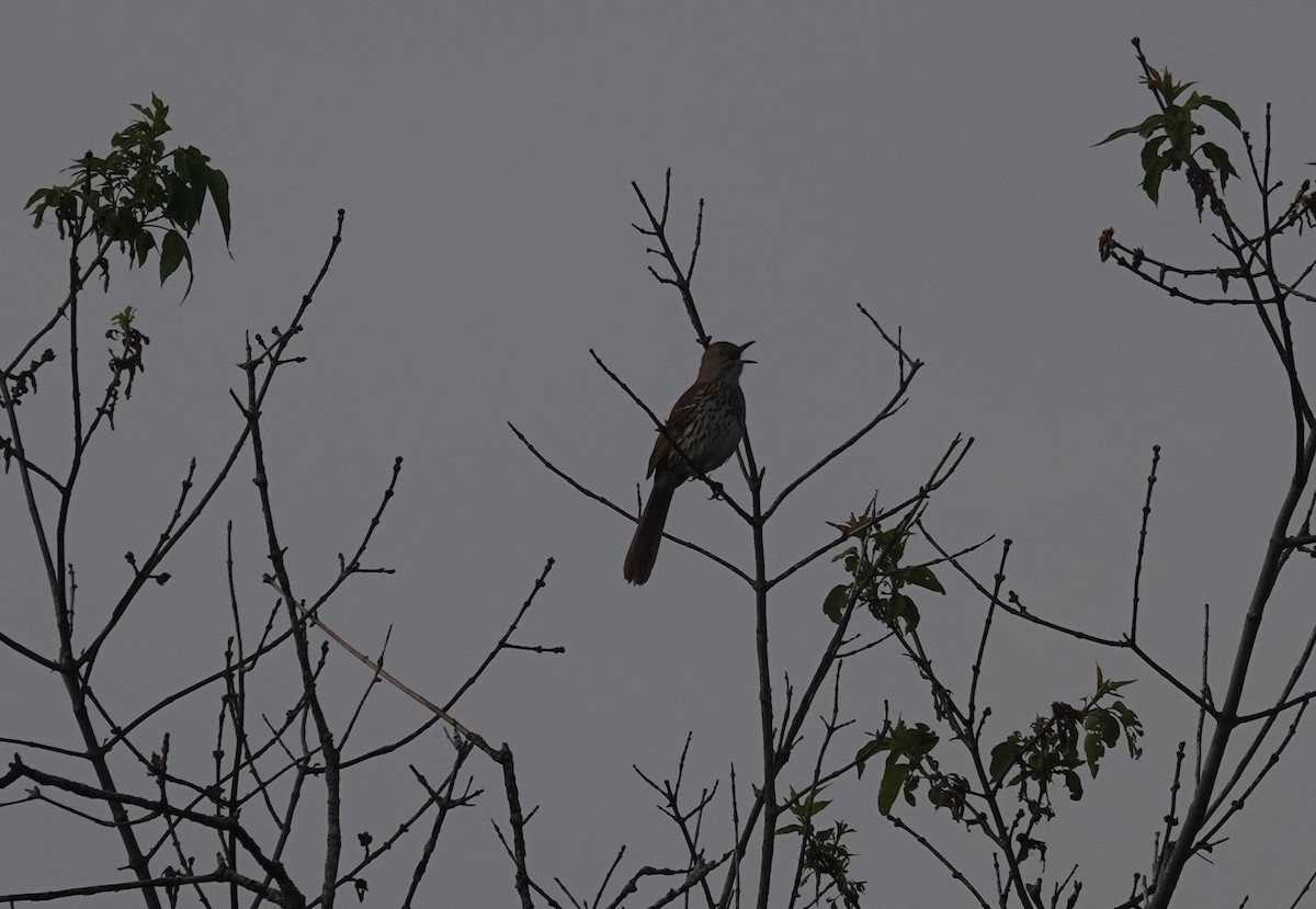 Brown Thrasher - ML575615391