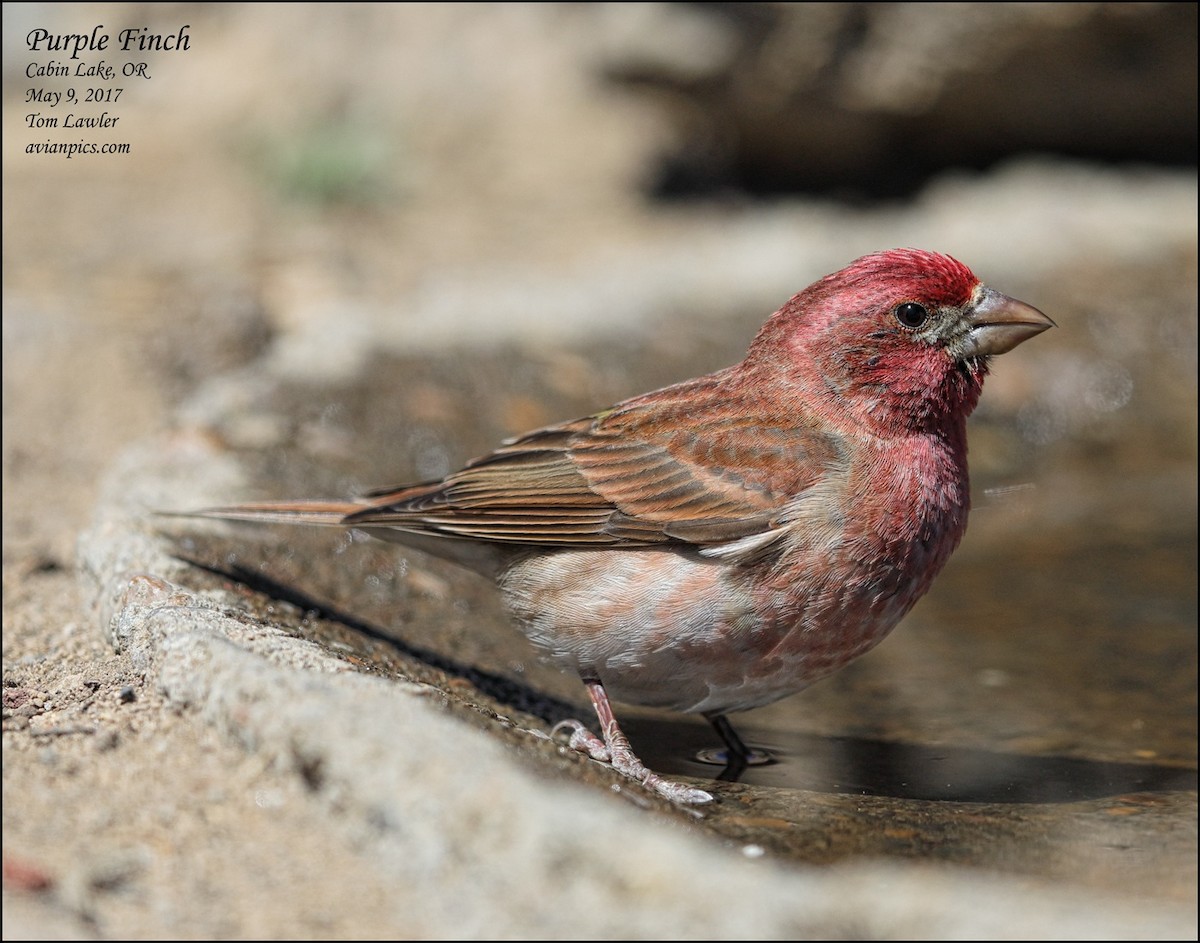 Purple Finch - ML57561541