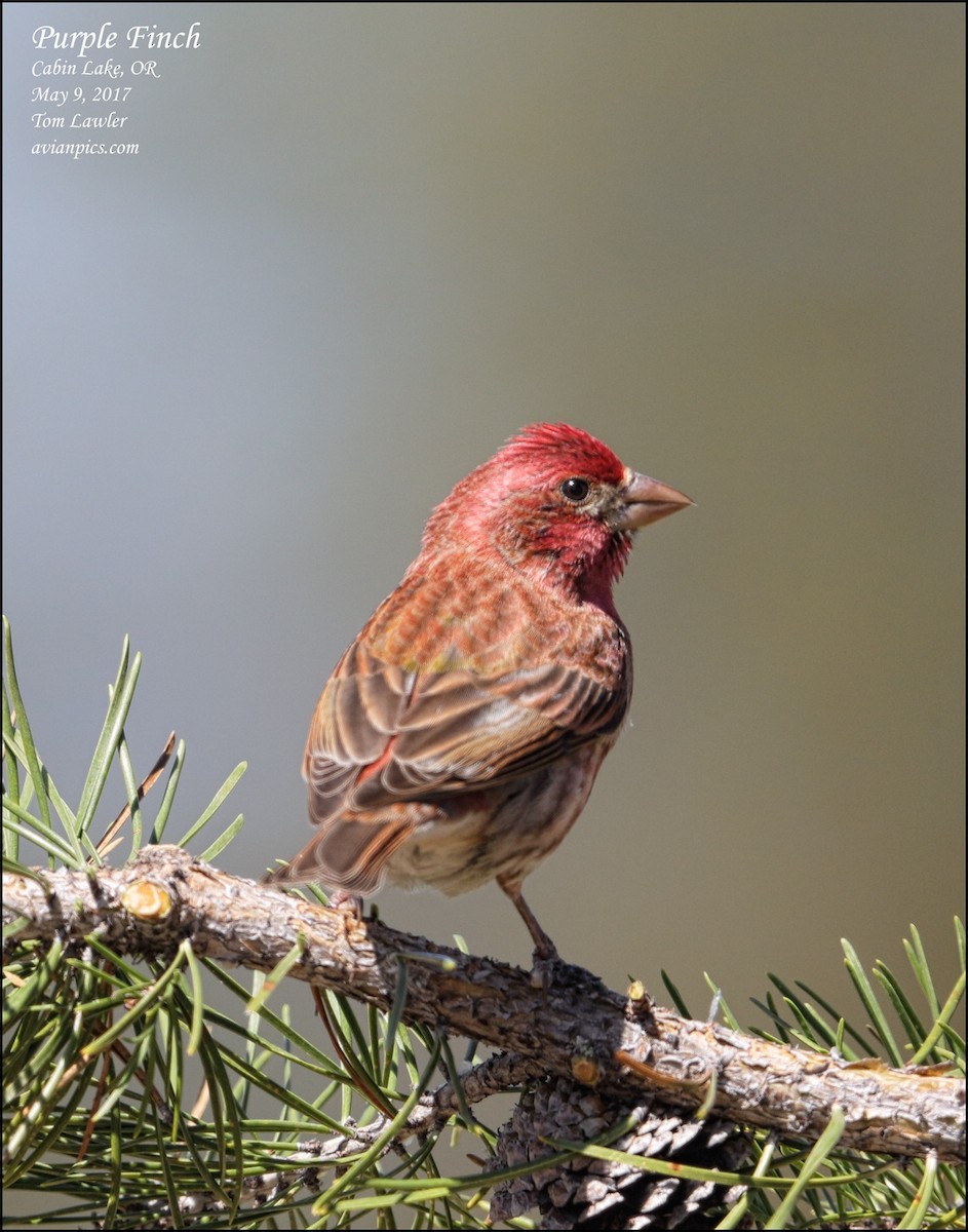 Purple Finch - ML57561551