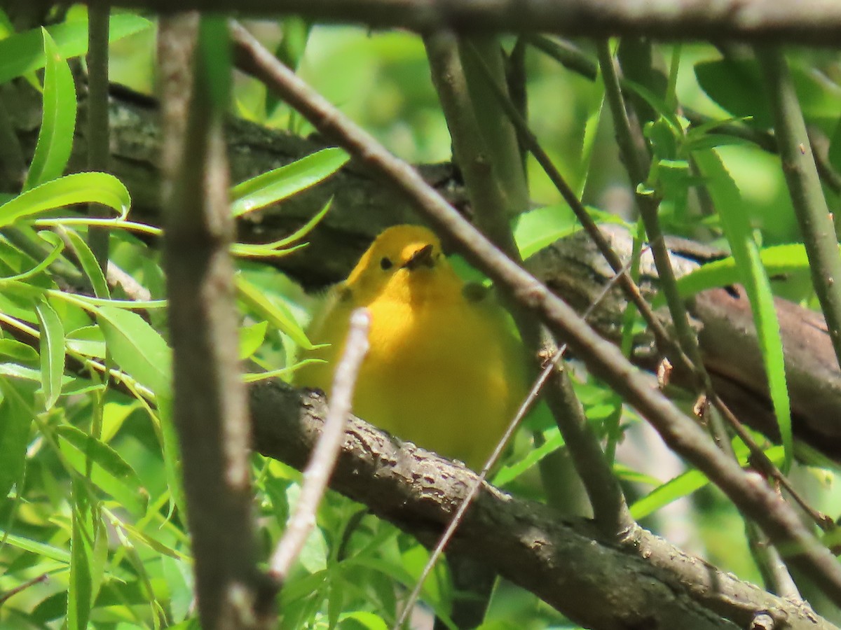 Prothonotary Warbler - ML575615831