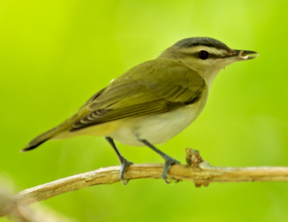 Red-eyed Vireo - ML57561611