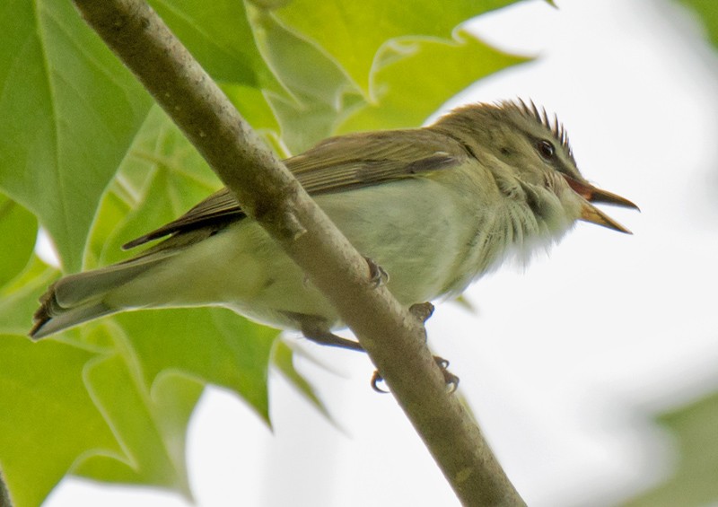 Kızıl Gözlü Vireo - ML57561621