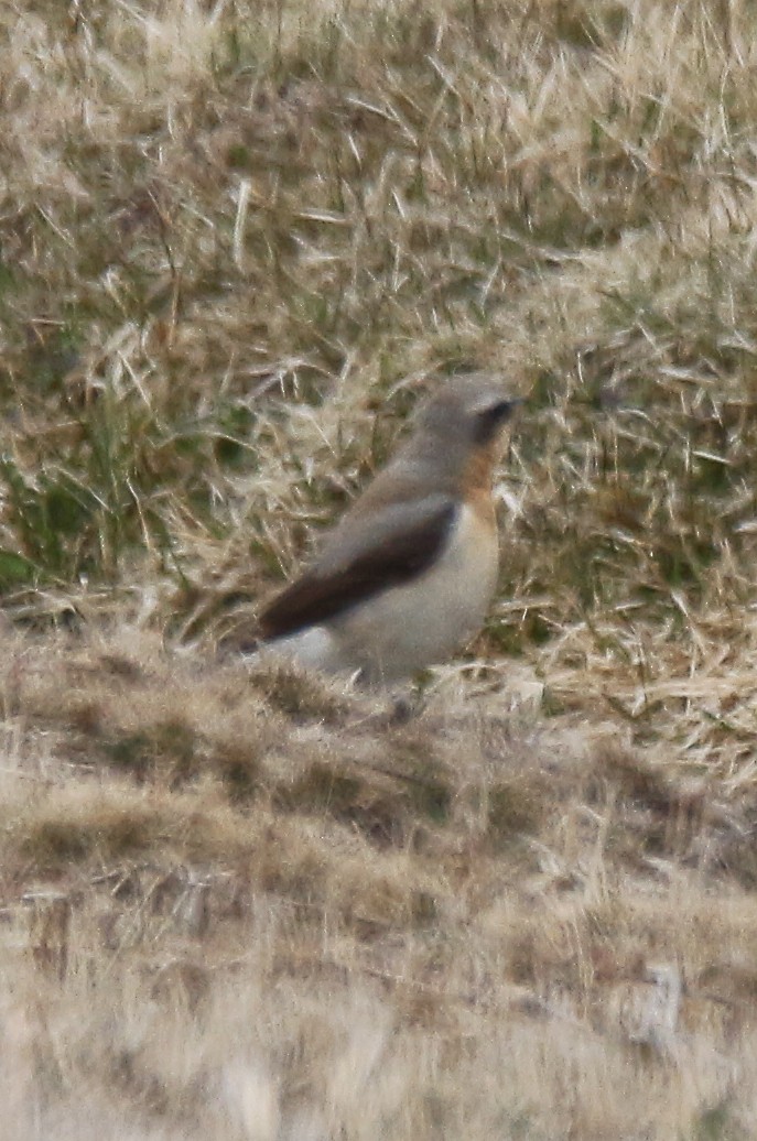 Northern Wheatear - ML57561651