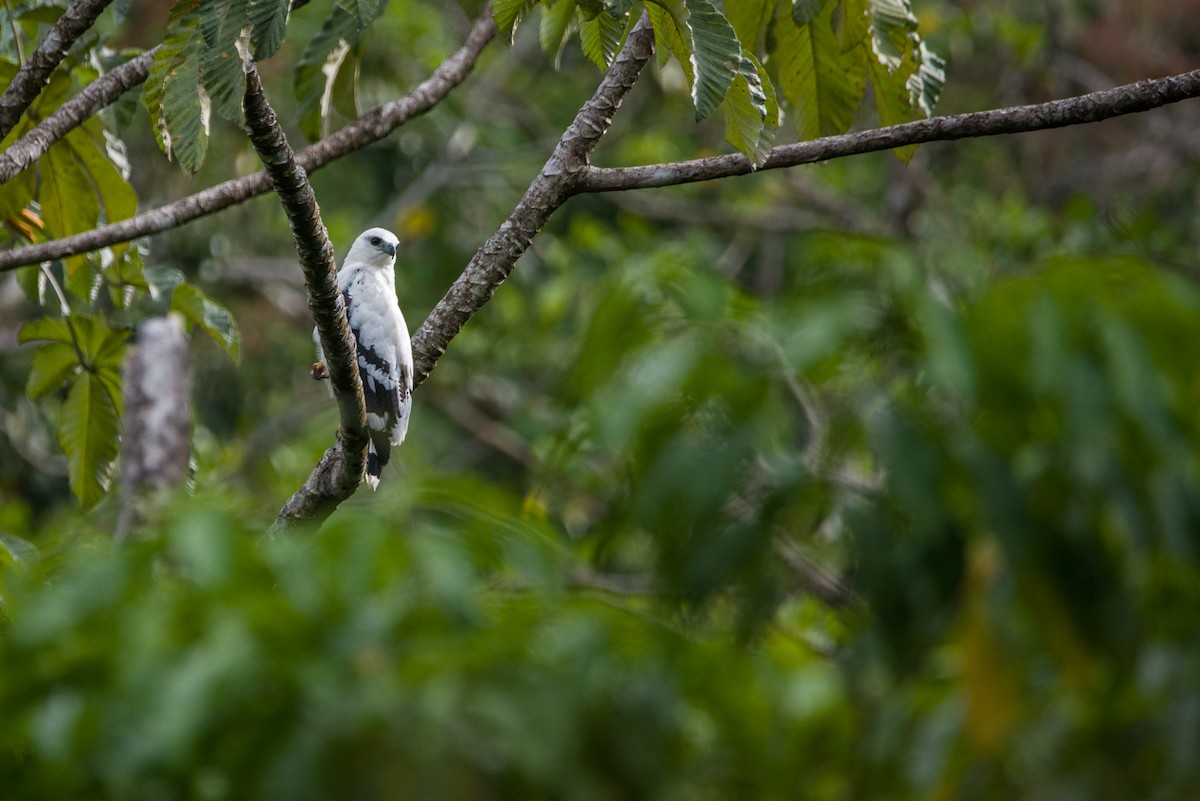 White Hawk - ML575616641