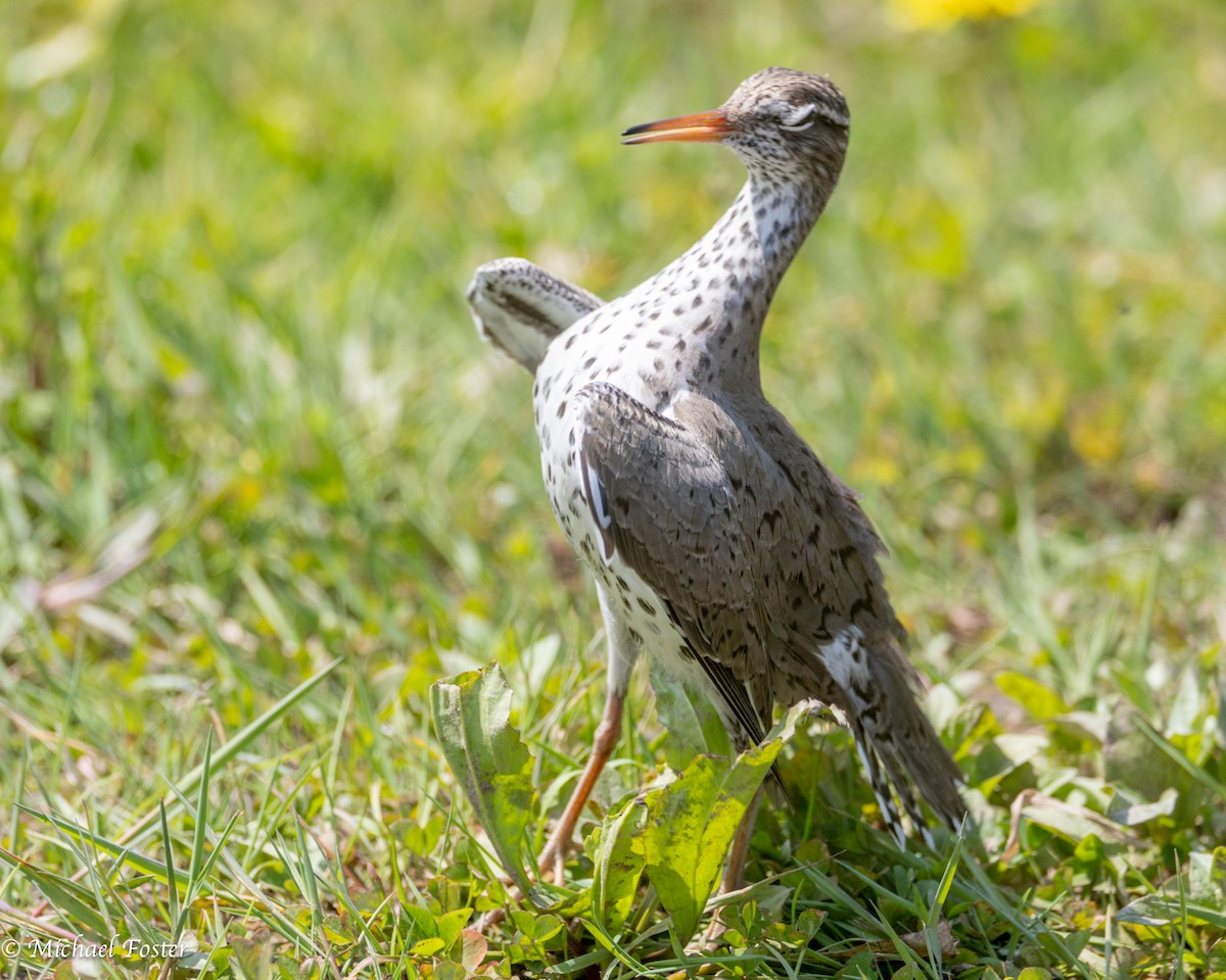 Spotted Sandpiper - Michael Foster