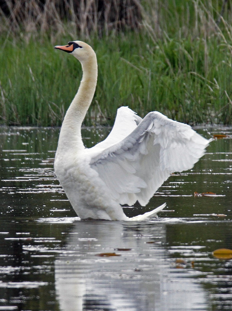 Mute Swan - Ronald Harrower