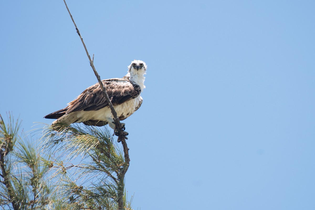 Osprey - Elijah Sands 🦅