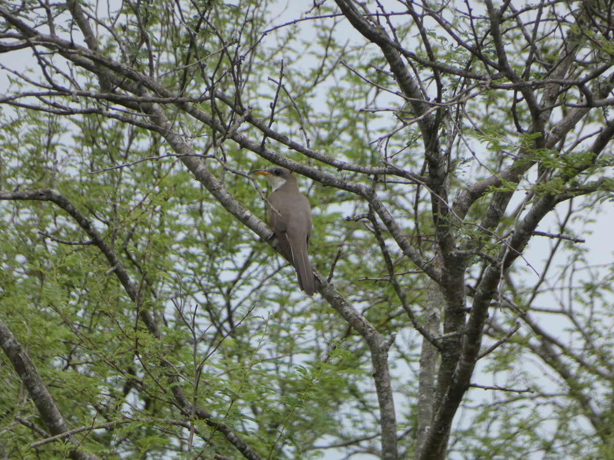 Yellow-billed Cuckoo - ML575619851