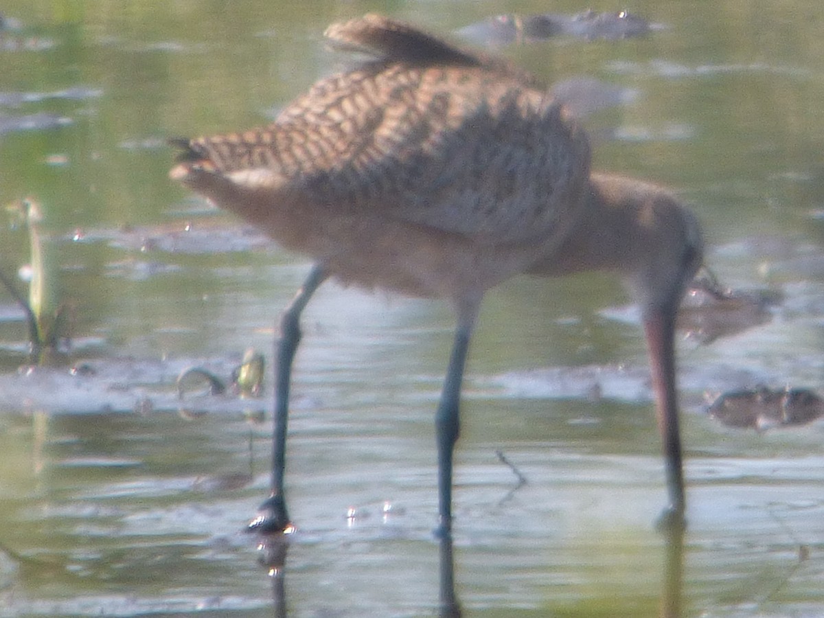 Marbled Godwit - ML575620321