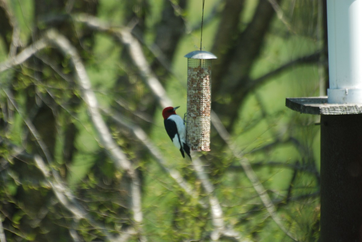 Red-headed Woodpecker - ML575621801