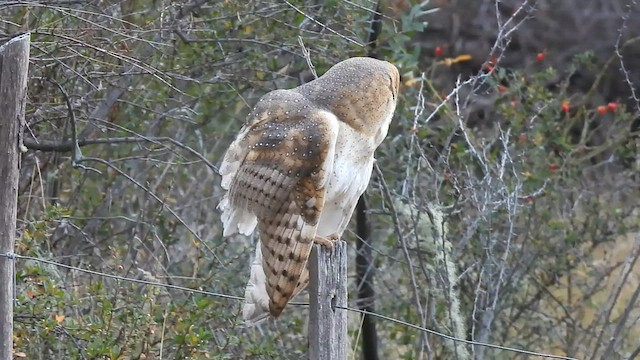 American Barn Owl - ML575622541