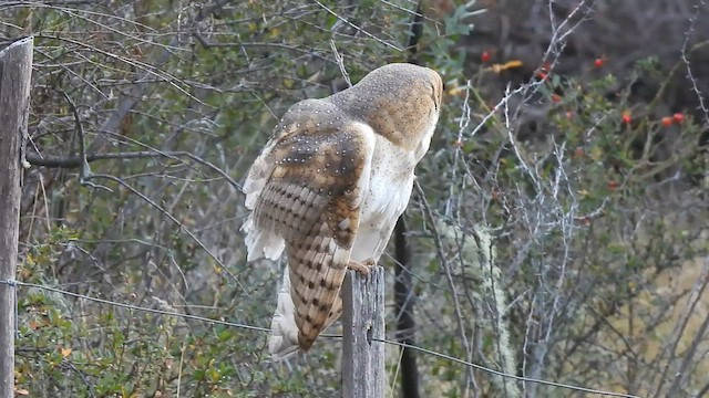 Barn Owl - ML575622541