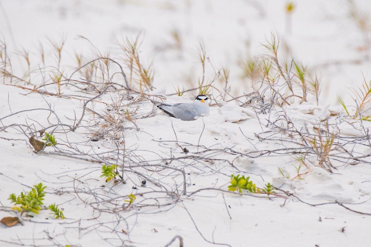 Least Tern - Elijah Sands 🦅