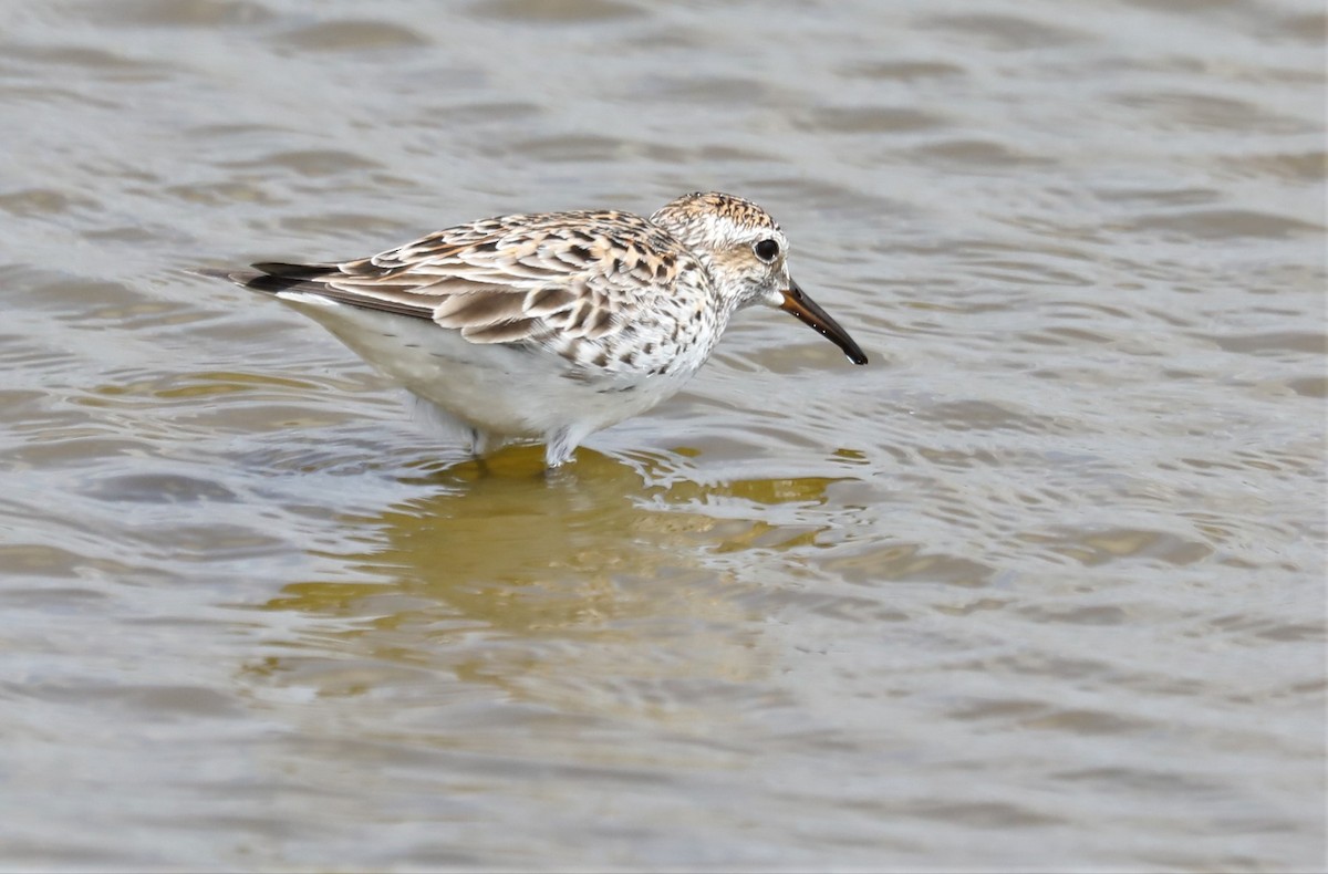 White-rumped Sandpiper - ML575624991