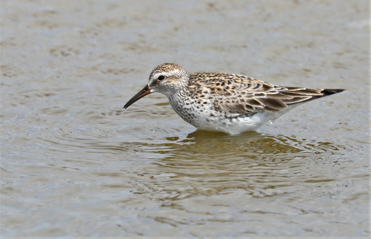 White-rumped Sandpiper - ML575625131