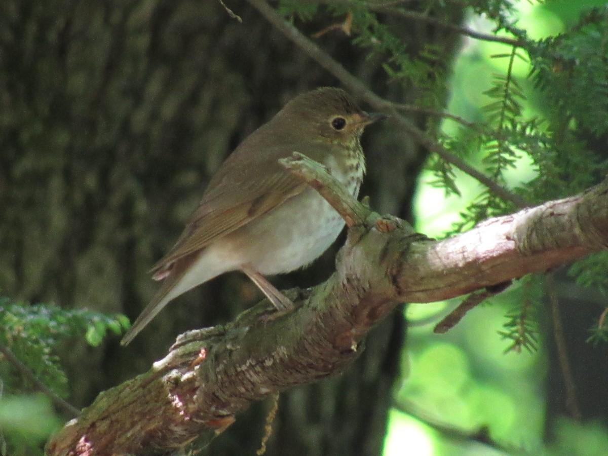 Swainson's Thrush - ML575625851