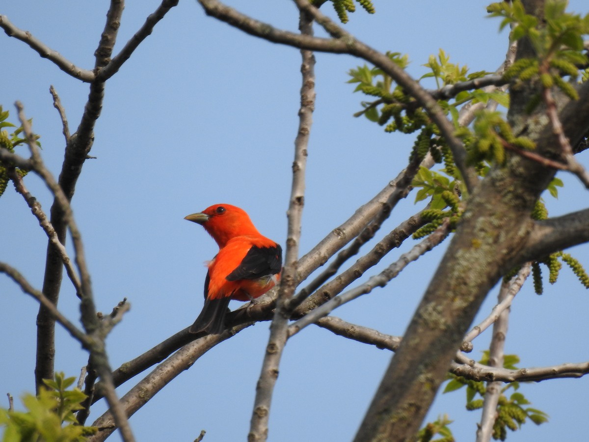 アカフウキンチョウ - ML575627091