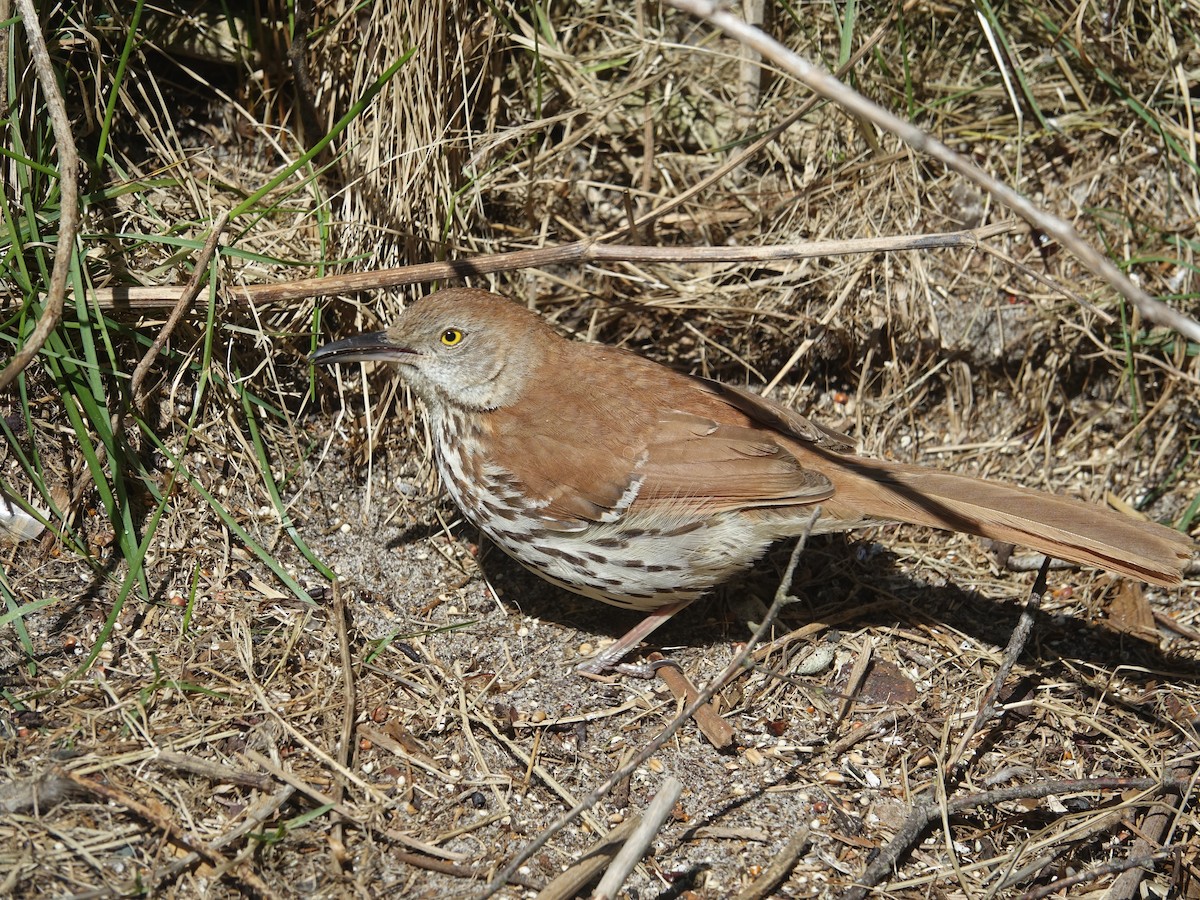 Brown Thrasher - ML575627321