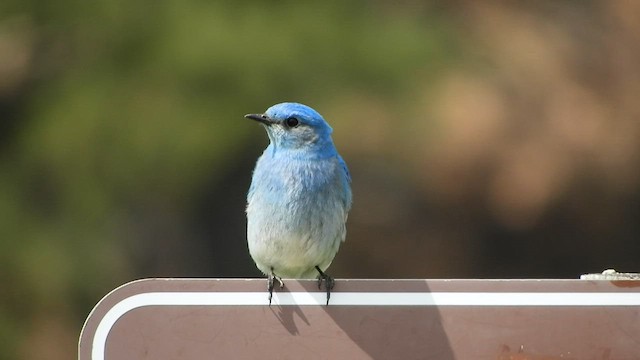 Mountain Bluebird - ML575627891