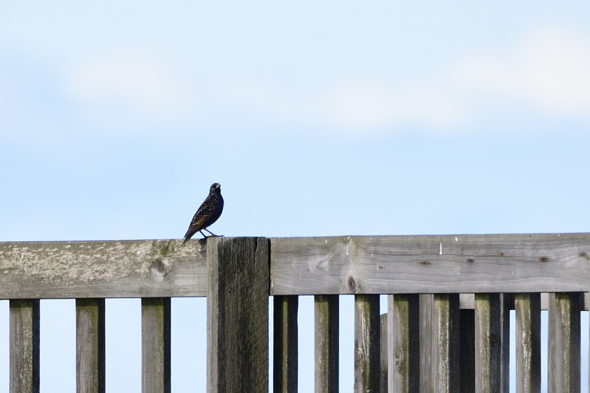 European Starling - Ken Crawley