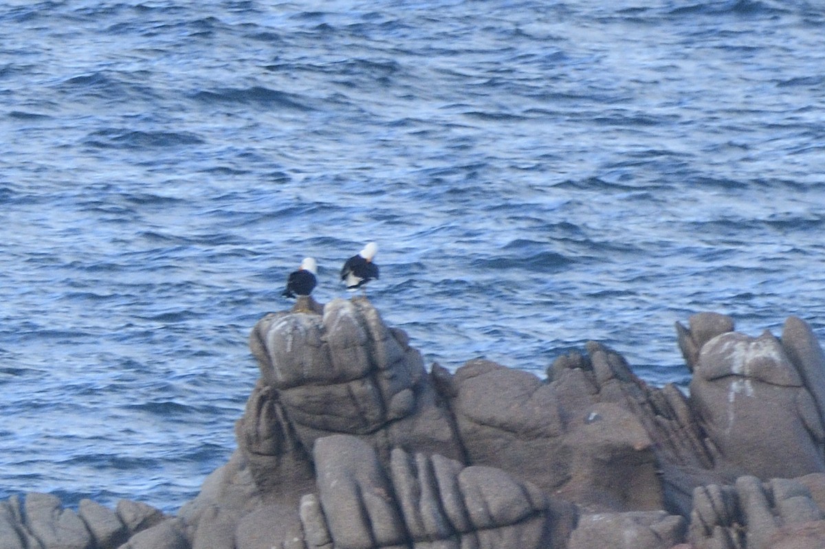 Kelp Gull - ML575629081