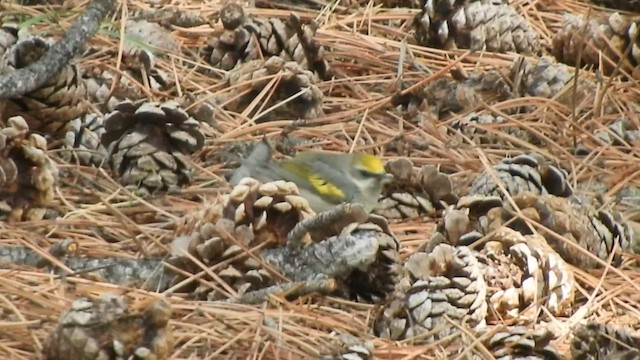 Golden-winged Warbler - ML575629121