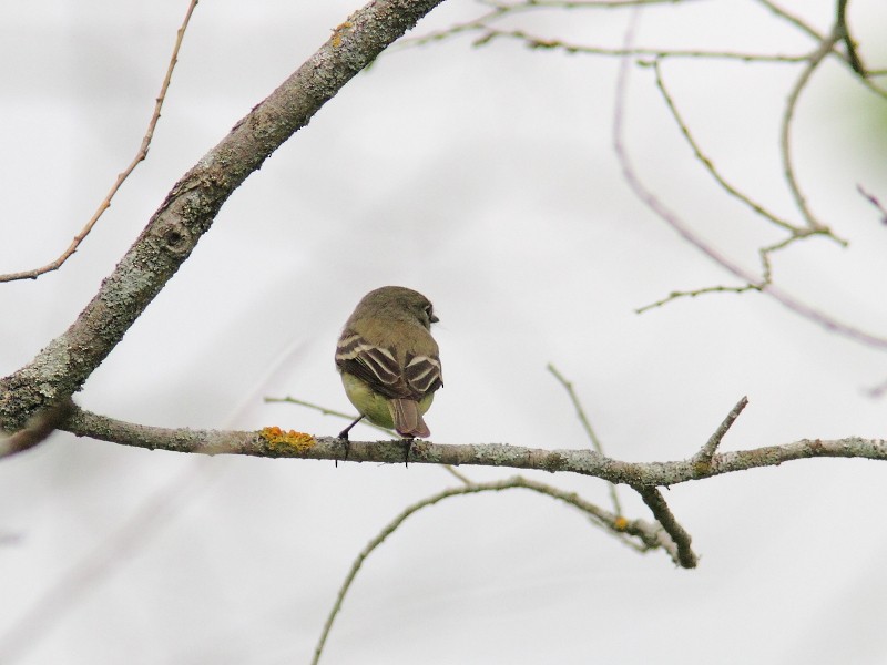 Moucherolle tchébec - ML575629151