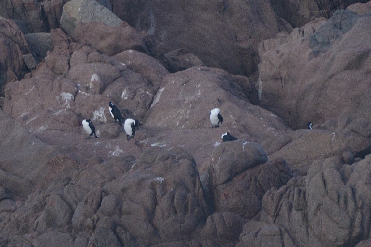 Black-faced Cormorant - ML575629211