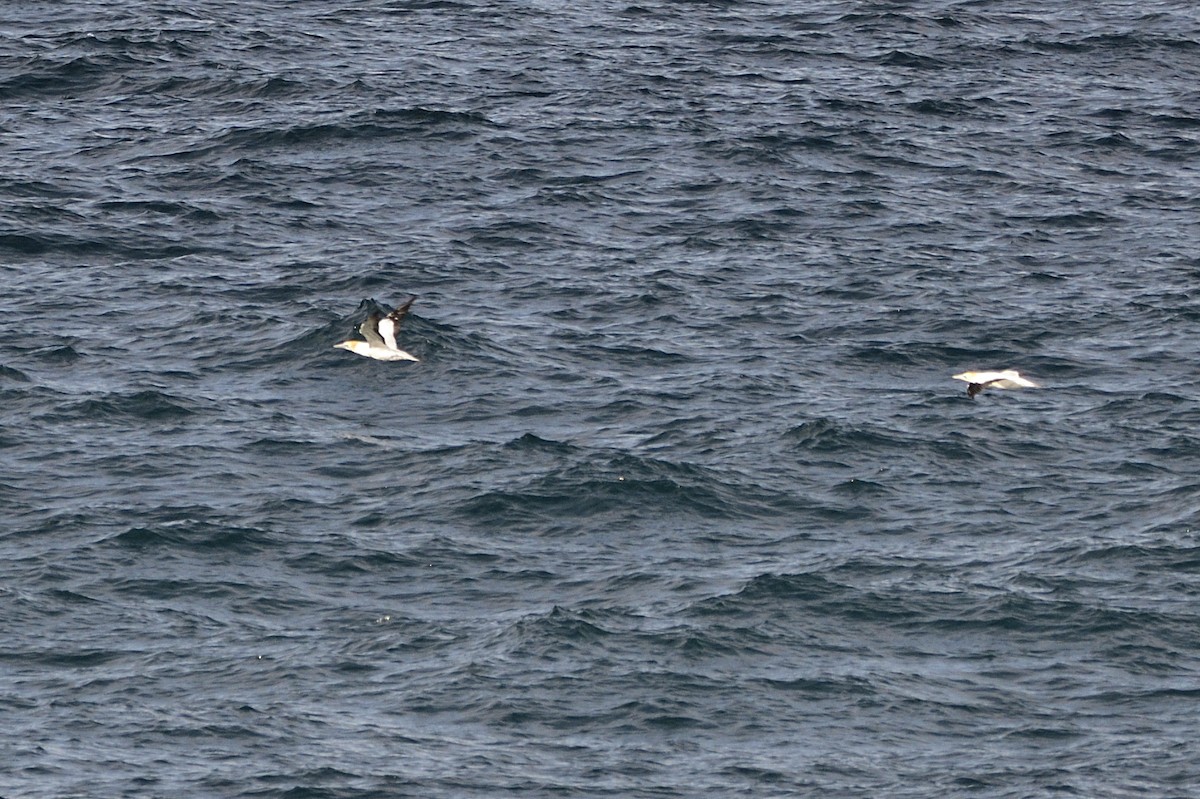 Australasian Gannet - Ken Crawley