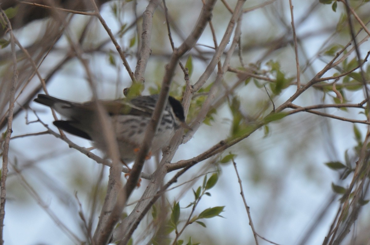 Blackpoll Warbler - ML575629641