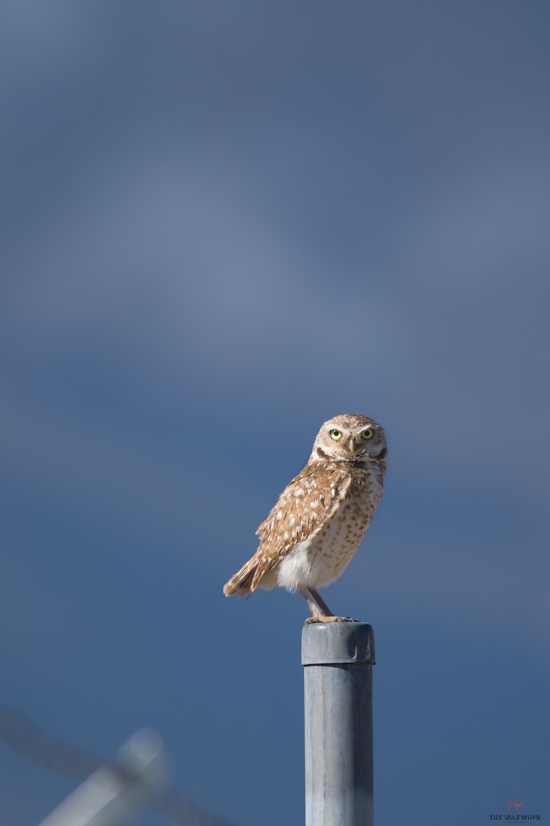 Burrowing Owl - ML575630141