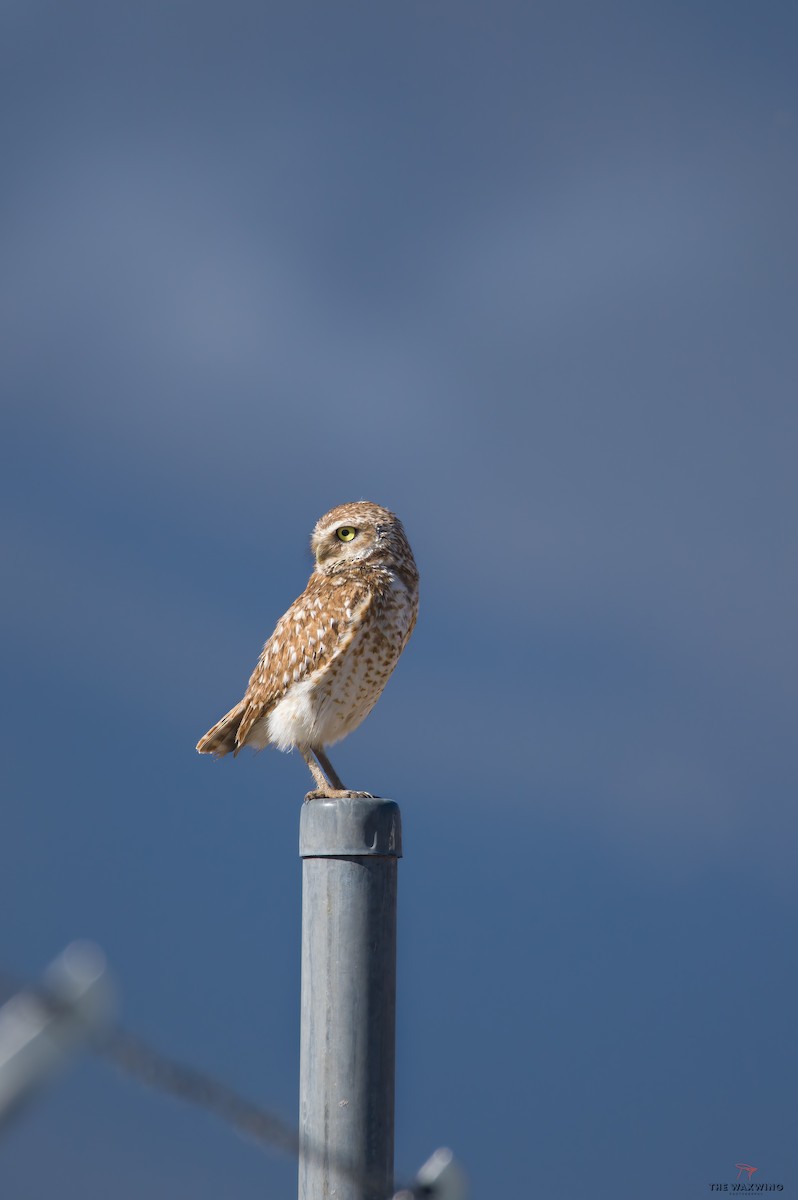 Burrowing Owl - ML575630151