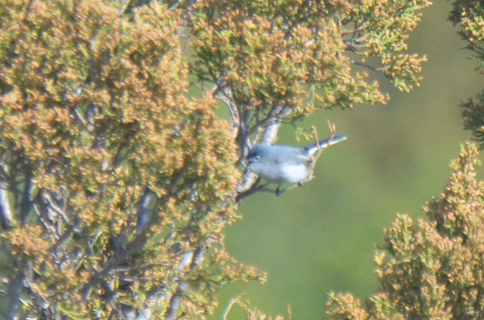 Blue-gray Gnatcatcher - Aidan Place