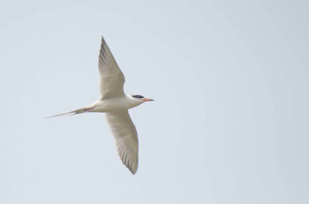 Forster's Tern - ML575630901