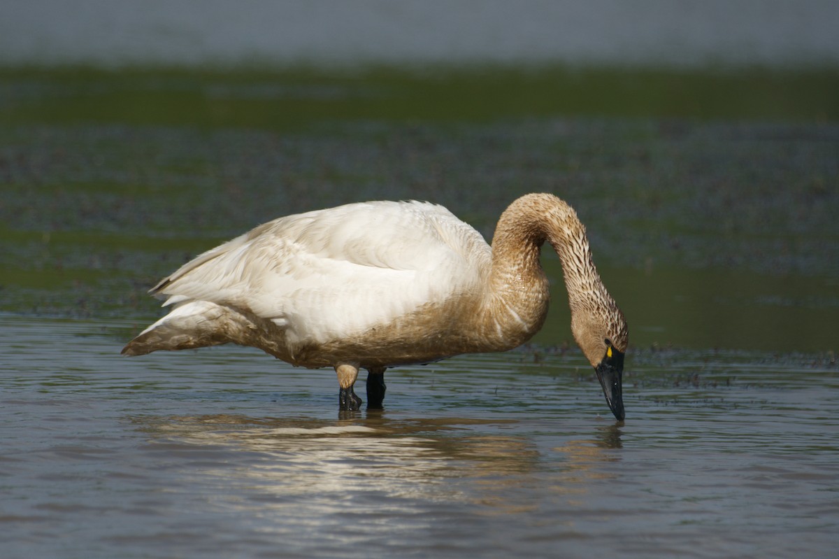 Tundra Swan - ML575631291