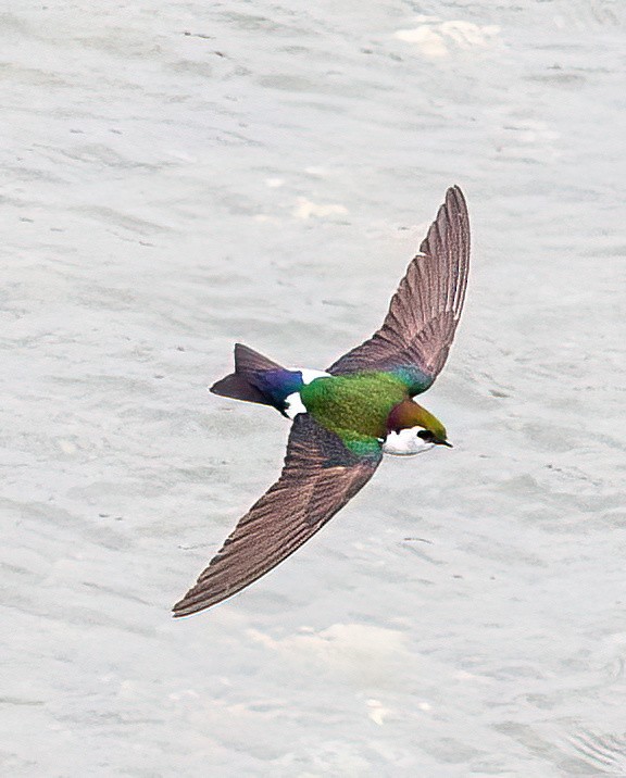 Violet-green Swallow - ML575631461