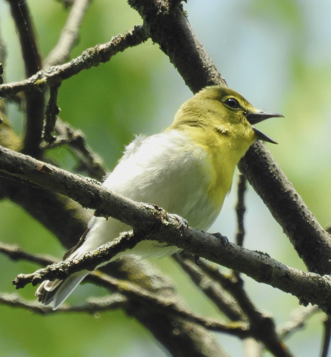 Yellow-throated Vireo - ML575631561