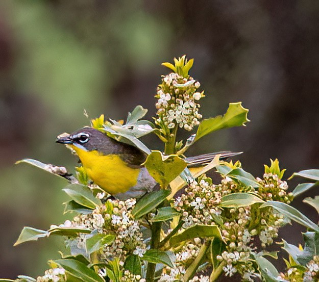 Yellow-breasted Chat - ML575631801