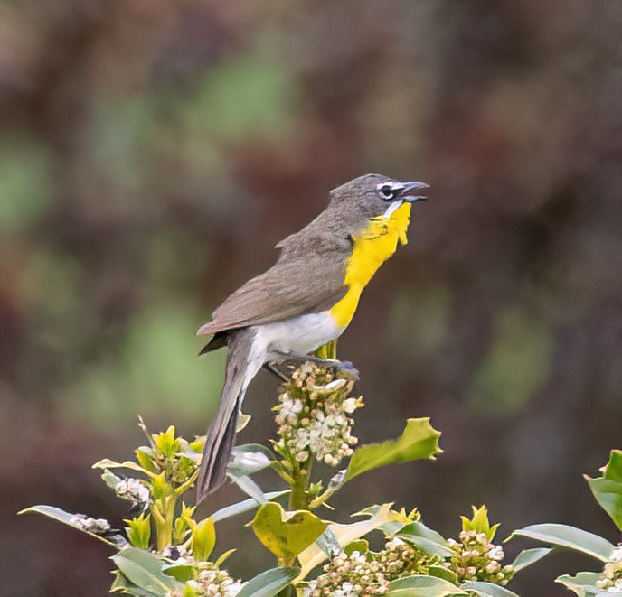 Yellow-breasted Chat - ML575631821