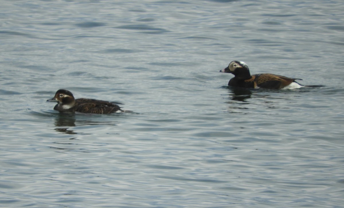 Long-tailed Duck - ML575631921