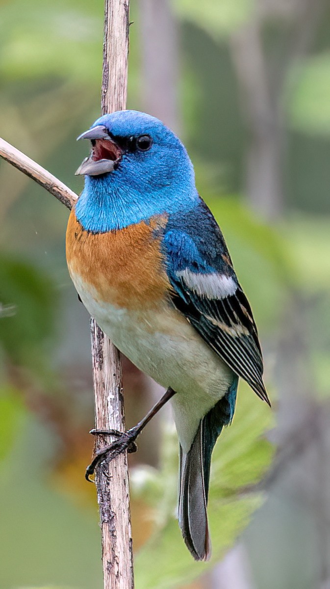 Lazuli Bunting - ML575632091