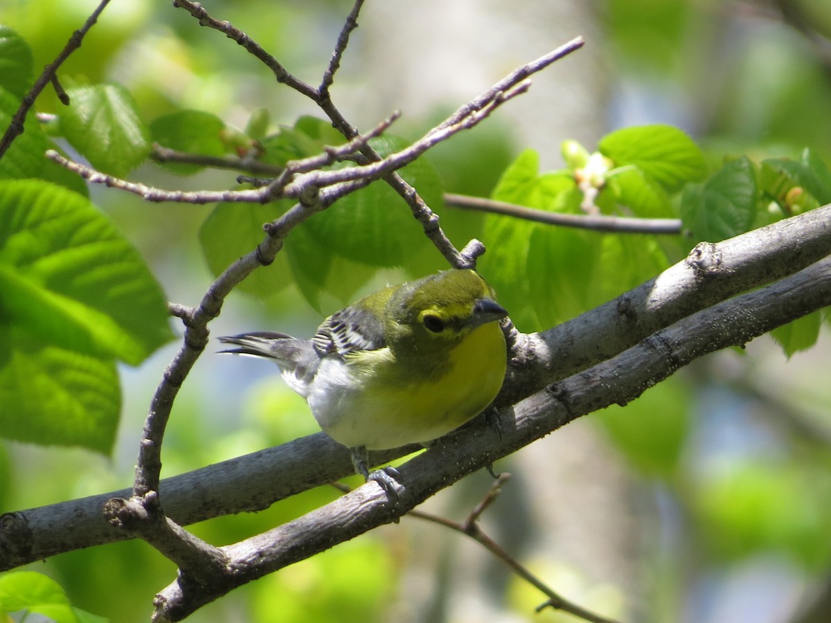 Yellow-throated Vireo - ML575632311