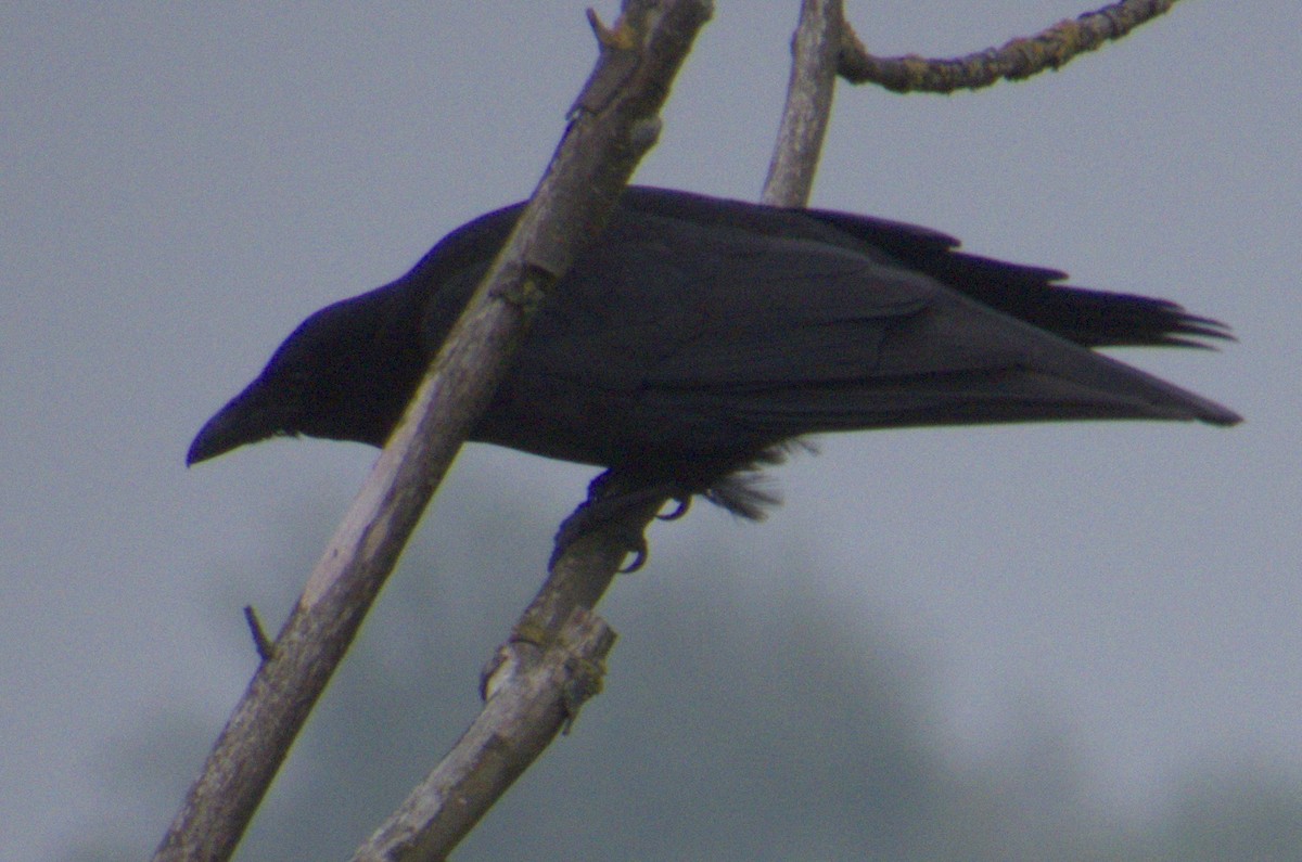 Carrion Crow - ML575632551