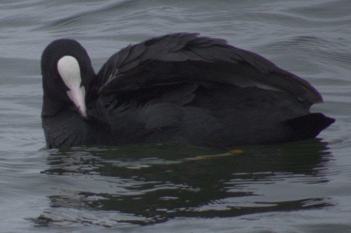 Eurasian Coot - ML575632651