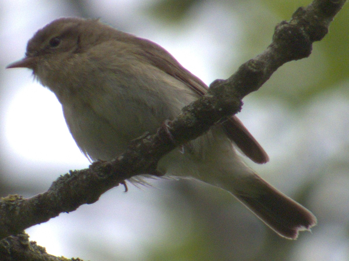 Willow Warbler - ML575633281