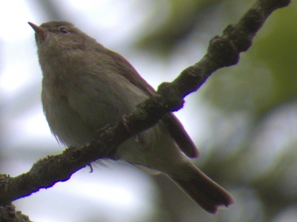 Willow Warbler - Peter Keyel