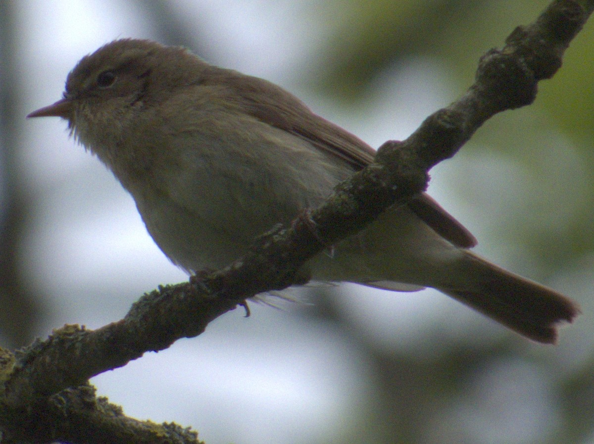 Willow Warbler - ML575633301